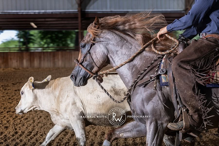 Wes Arena horse show candid.jpg