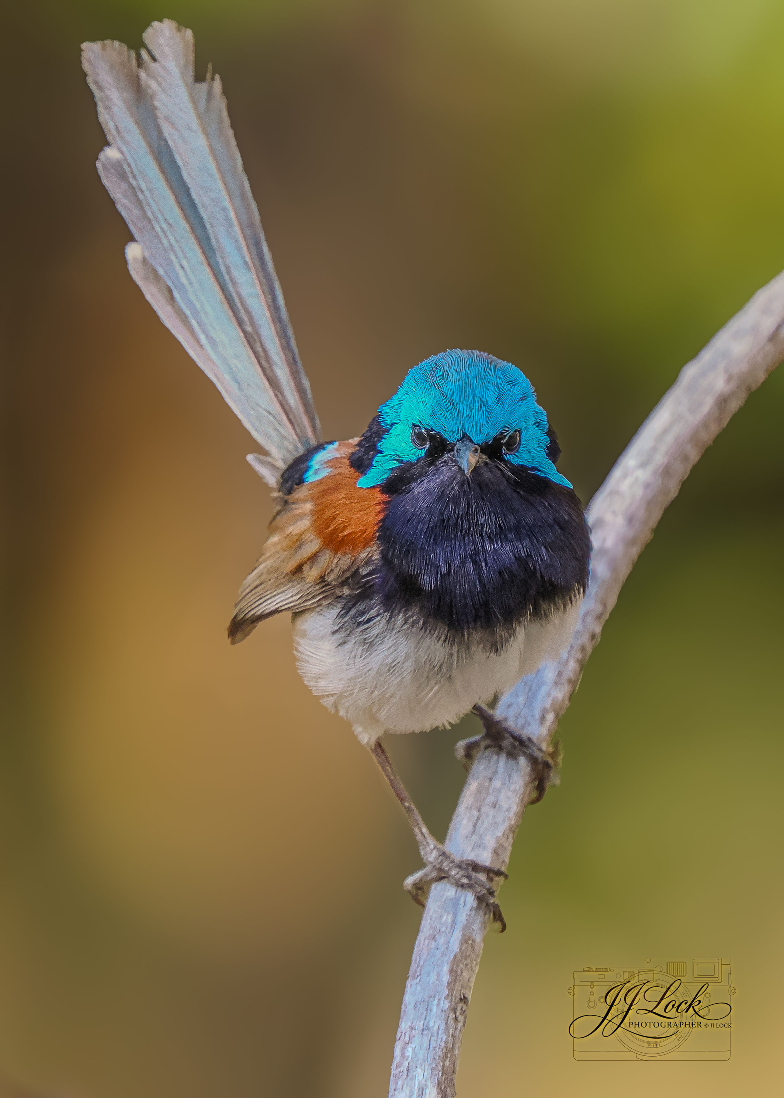 Red-Winged Fairywren 1. Click on photo for full size image