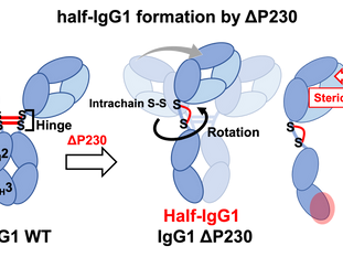 2026 1/30 [プレスリリース] 抗体全体のかたちと機能の鍵となるヒンジ領域〜免疫反応をピンポイントで制御する抗体医薬の設計に期待〜 “How the Hinge Region Shapes Antibody Structure and Function”