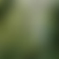 foret-atlantique-bresil-2