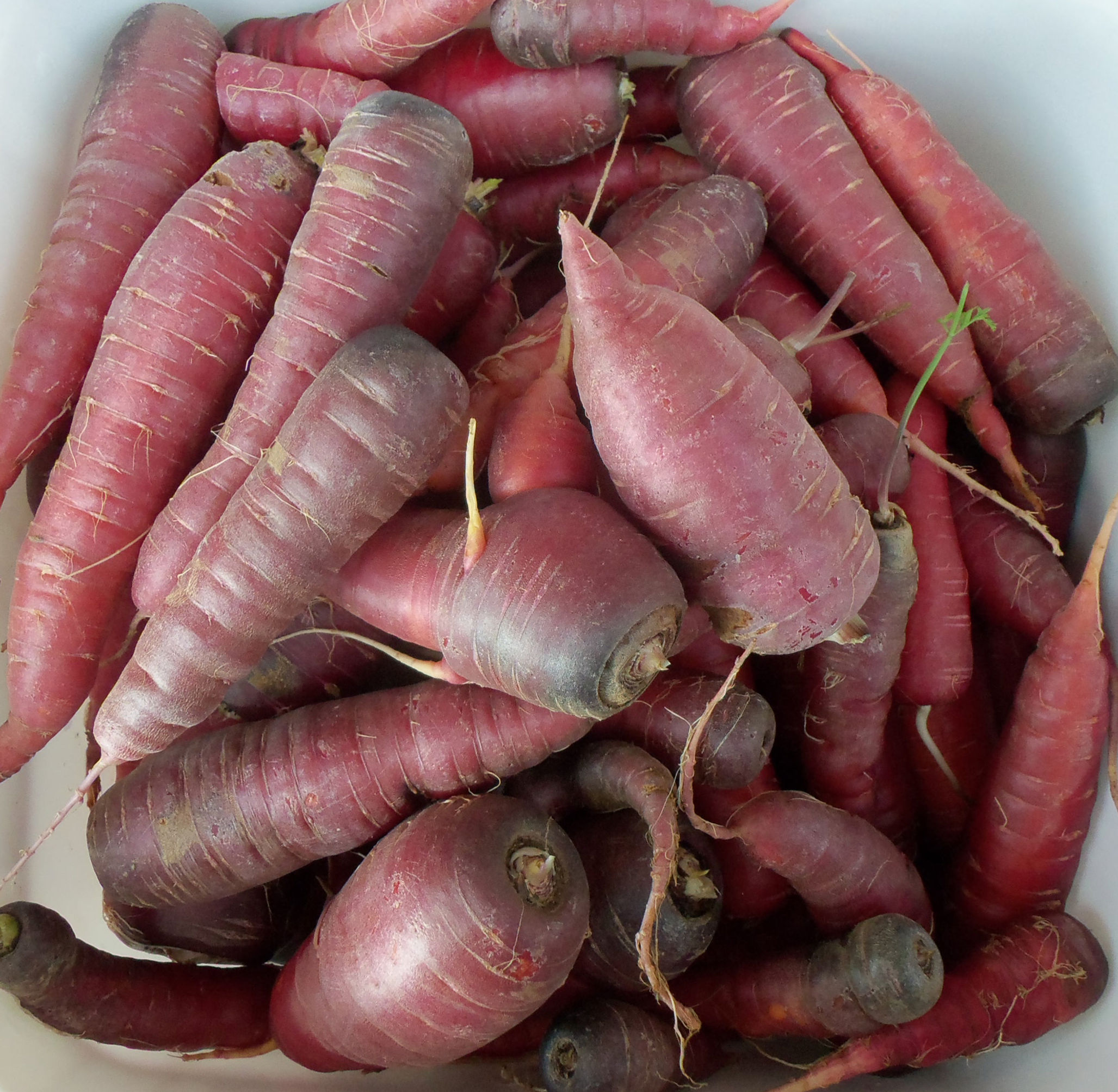 Carrot - Dragon. Purple exterior with orange inside. Sweet, almost spicy flavour is sure to please. (Daucus carota) 90 days.