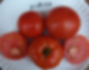 Tomato - Aurora. Mid-season. Very reliable and flavourful 5–8 oz. fruit, wonderful producer on medium-length vines.