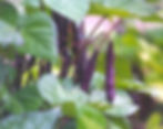 Sequoia bean. Very prolific purplish bush produces stringless 5" deep purple pods, canning or fresh.