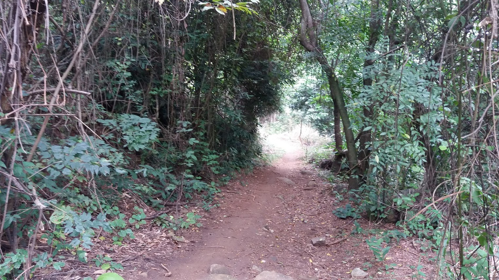 Ricarddo Barros Guerreiro