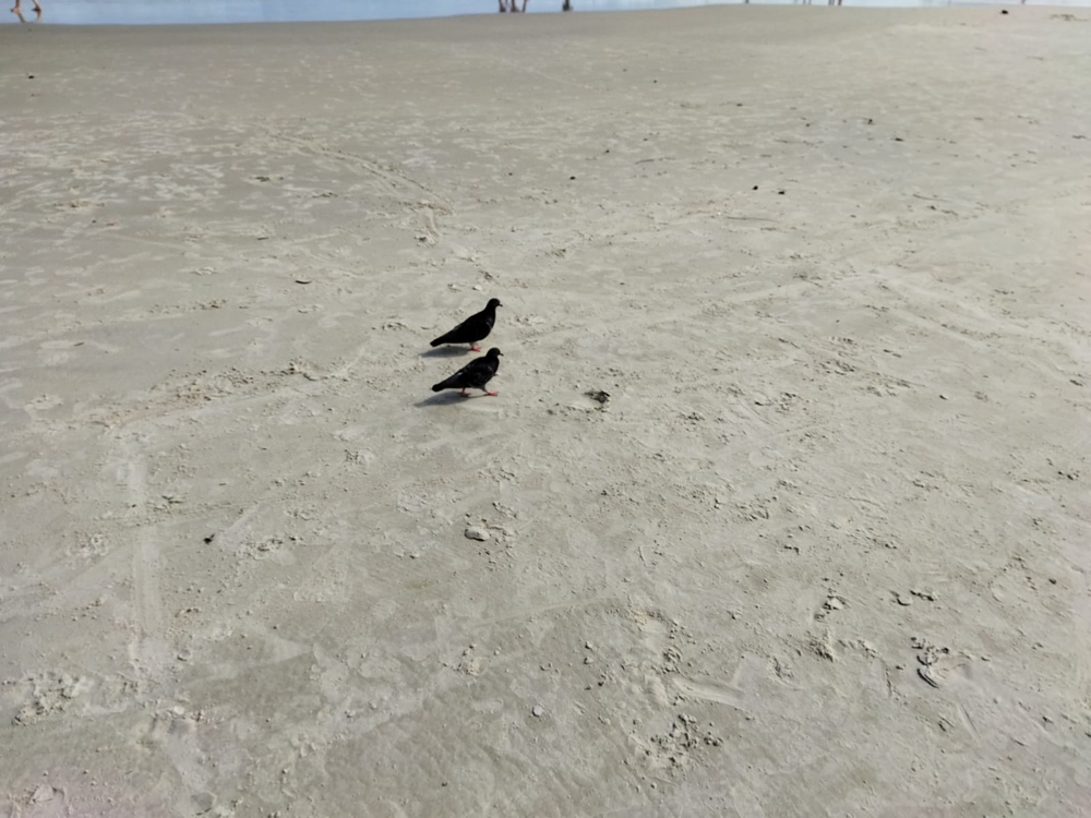 Ricarddo Barros Guerreiro