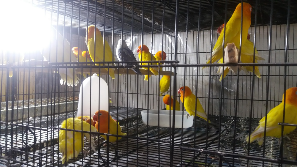 Ricarddo Barros Guerreiro