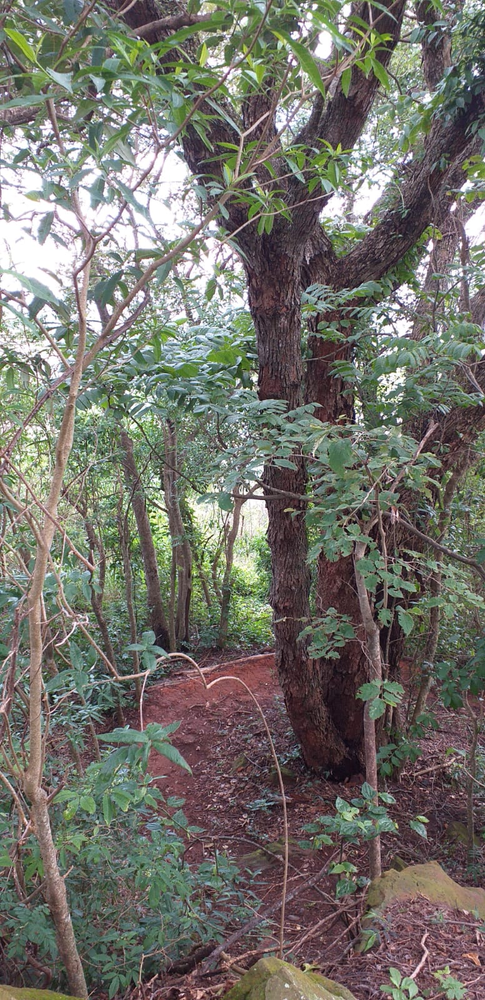 Ricarddo Barros Guerreiro