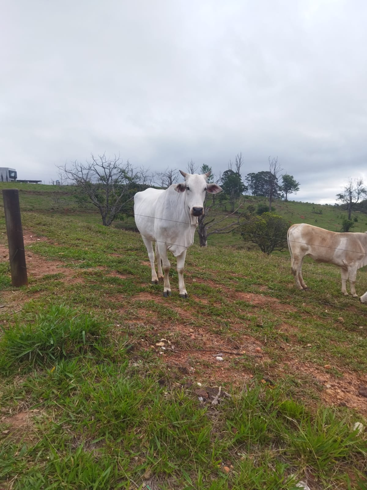 Ricarddo Barros Guerreiro