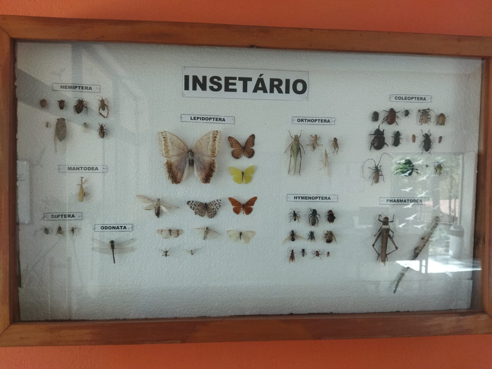 Ricarddo Barros Guerreiro