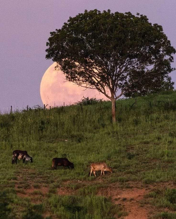 Ricarddo Barros Guerreiro