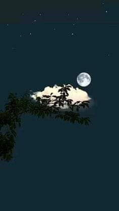 Ricarddo Barros Guerreiro