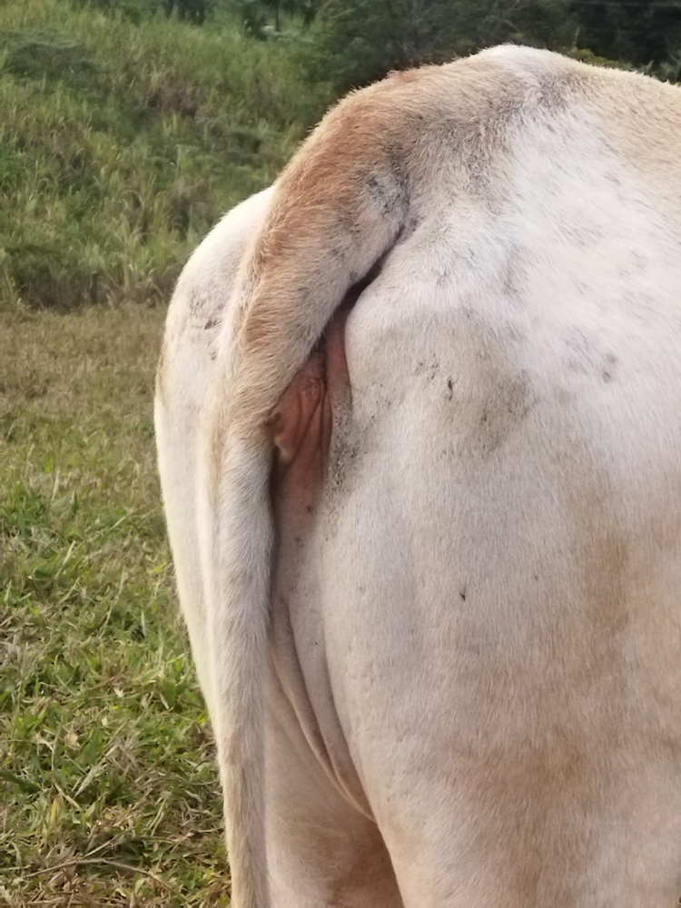 Ricarddo Barros Guerreiro