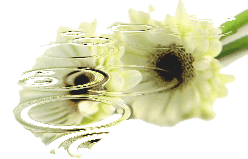 Ricarddo Barros Guerreiro