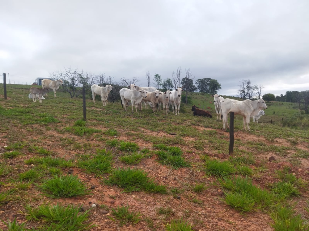 Ricarddo Barros Guerreiro