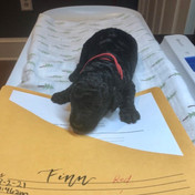 Finn 2 weeks.jpeg