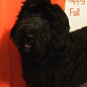 Poppy 6 month.jpeg