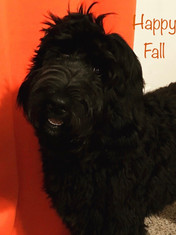 Poppy 6 month.jpeg