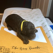 Obi-Wan Kenobi 2 weeks.jpeg