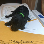 Chewbacca 2 weeks.jpeg