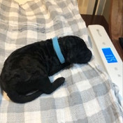 Kylo, blue.jpeg