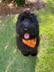 Marley 6 months.jpeg