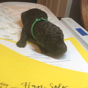 Hans Solo 2 weeks.jpeg