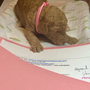 Leia 2 weeks.jpeg