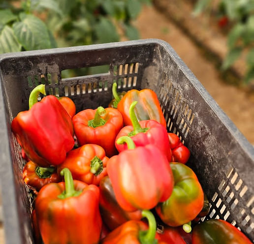 WhatsApp Image 2025-07-29 at 20.13.58 (5).jpeg