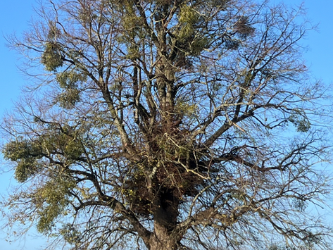 Tree of the month