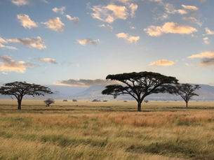 Serengeti Nasjonalpark Høydepunkter