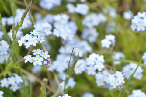 DSC_0455.JPG