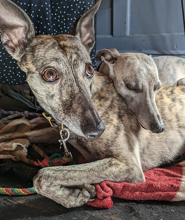 Close-up of whippets lying down, inspiration for the Whippet Snippet animation.