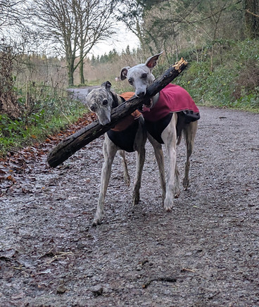 Whippets running together with a stick, inspiration for the Whippet Snippet animation.