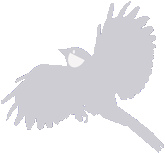 Titmouse Flying004R-W165