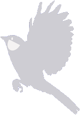Titmouse Flying003R-W165