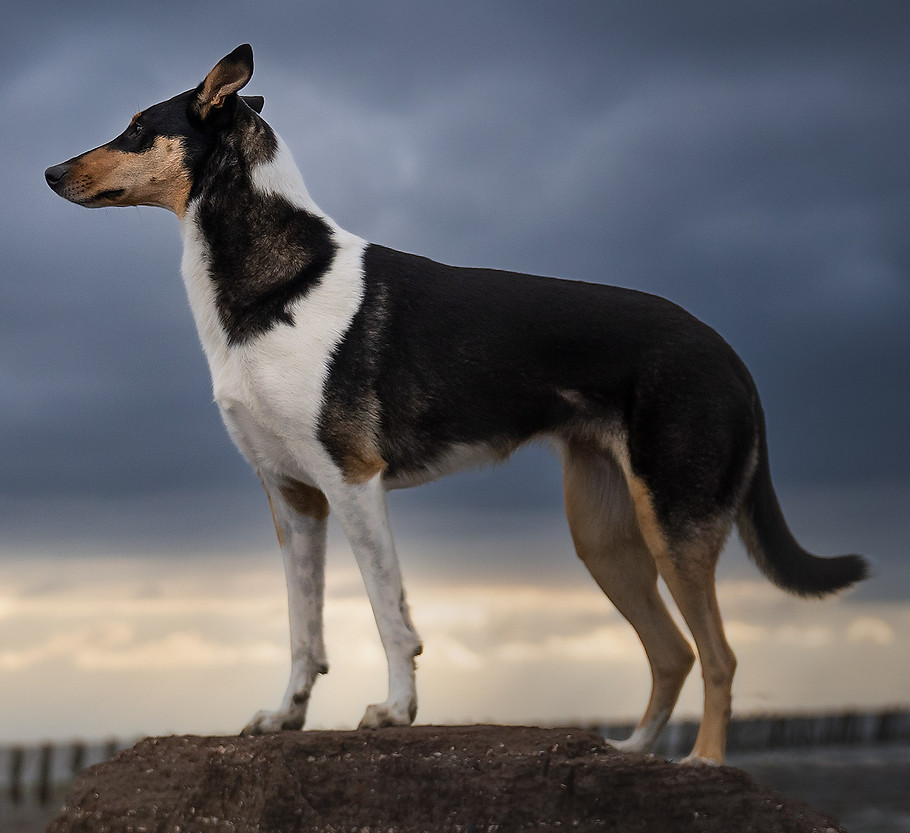 Honden in de natuur