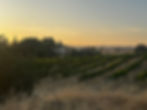 IMG_1267.JPEG