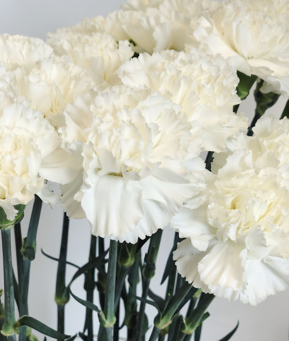 Thumbnail: Carnations (white)