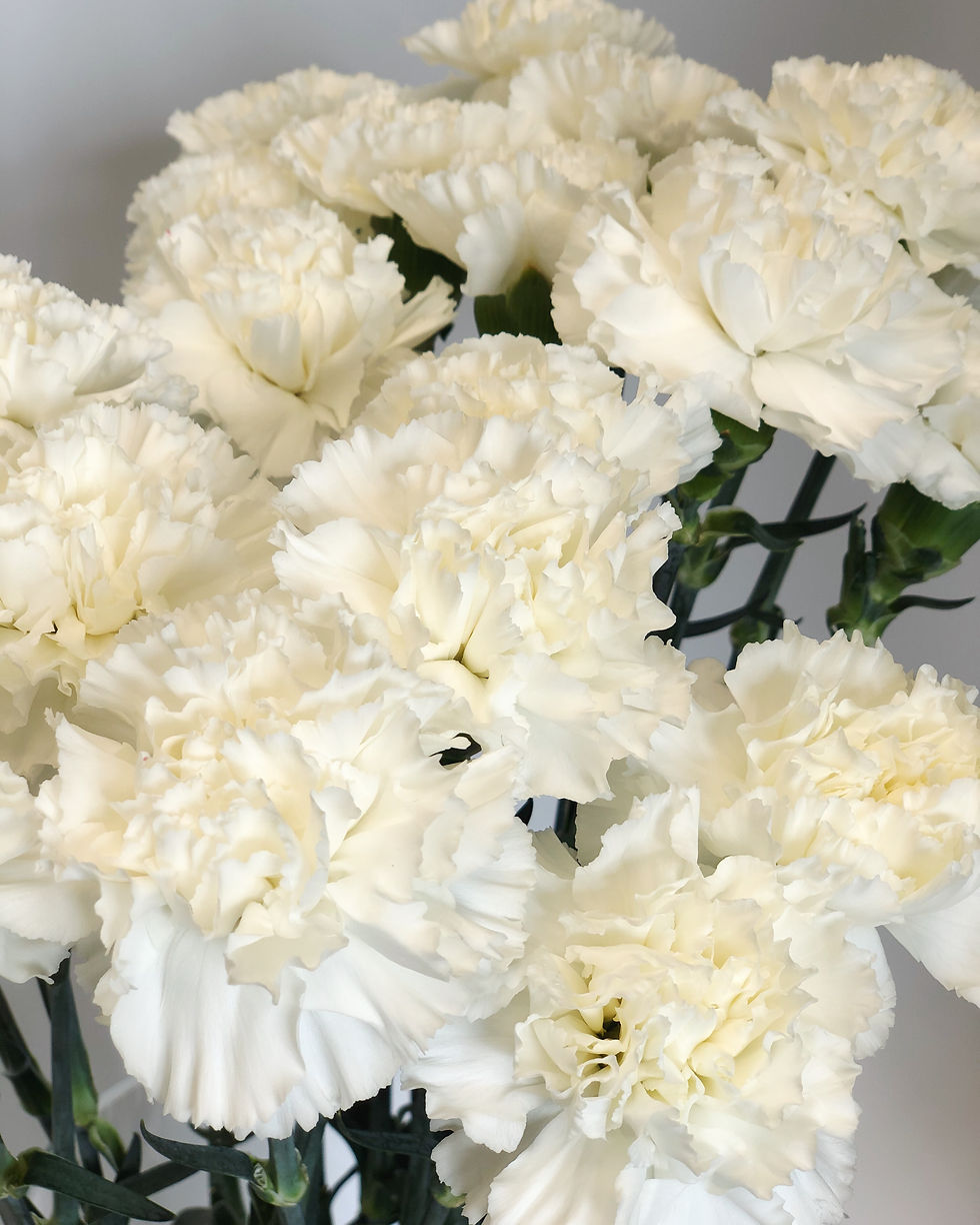 Thumbnail: Carnations (white)