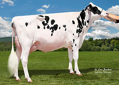 HFL31517 Petitclerc Alligatr Alysone-ET.jpg
