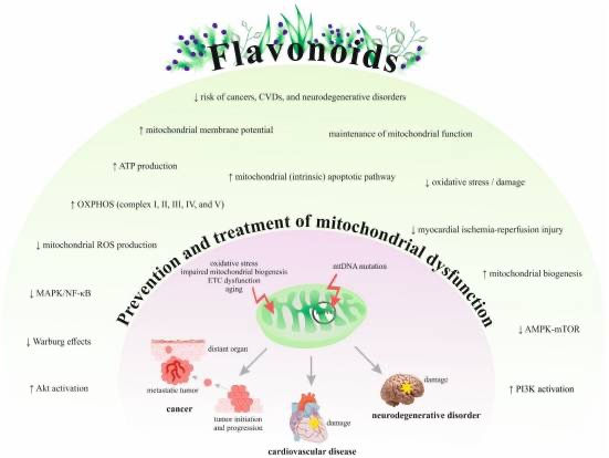 Flavonoids 101: Nature's Colorful Anti-Inflammatory Warriors