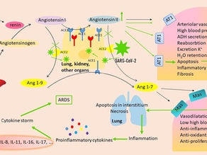 Therapeutic and prophylactic effect of flavonoids in post-COVID-19 therapy