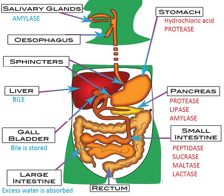 Digestive Enzymes 101: Your Body's Key to Unlocking Plant Power