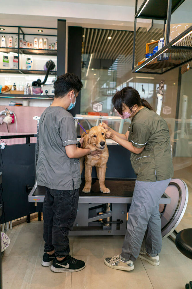 The Best Luxury Dog Groomers in Hong Kong