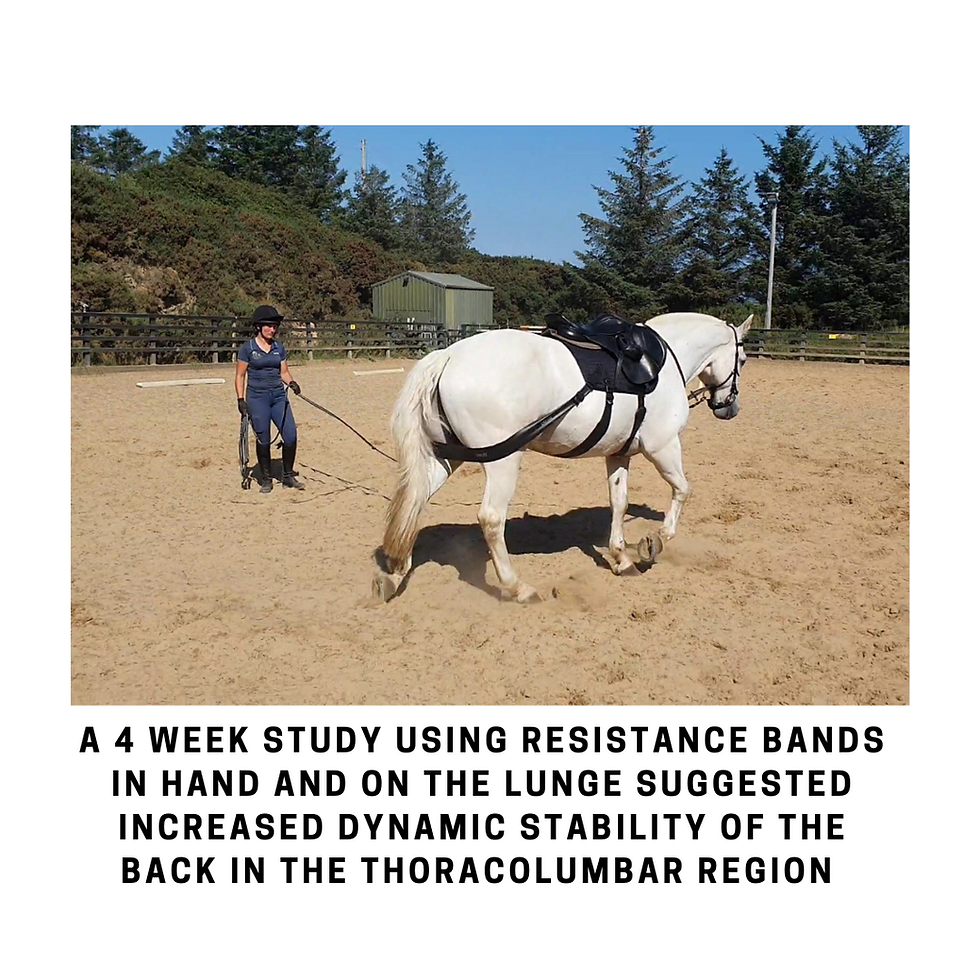 Thumbnail: lunging with equine band system Equine balance bands equiband alternative