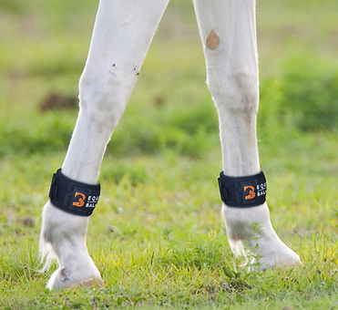 pastern wraps magnetic leg bands