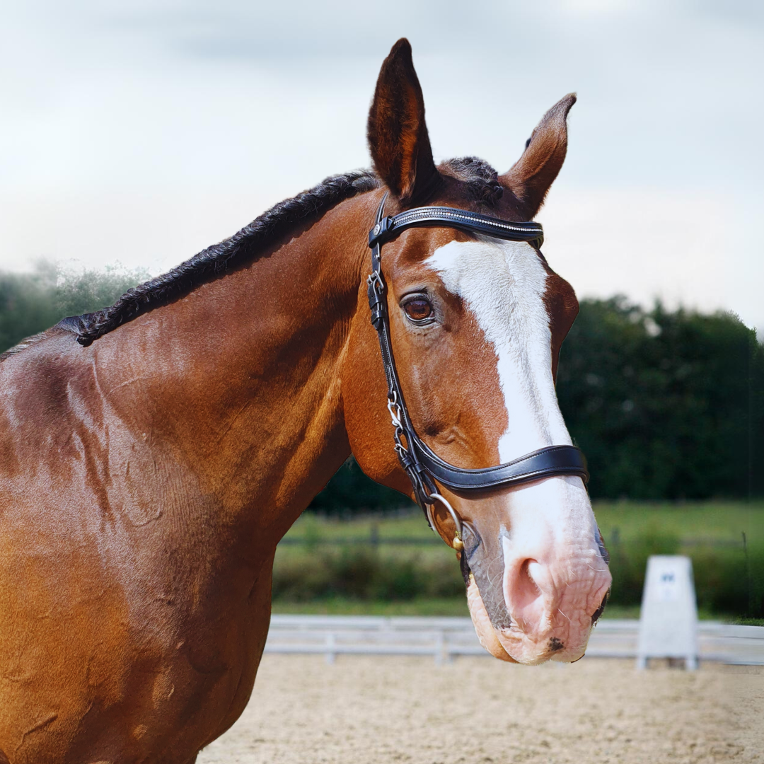 Anatomical Cavesson  Bridle / Full / Blk