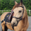 Thumbnail: Equine Balance Training Bridle
