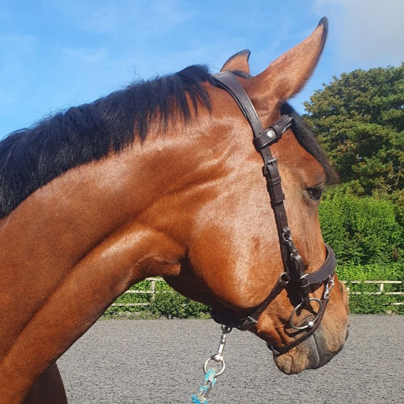 Thumbnail: Training Bridle / S-M / Brown