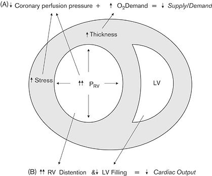 ovidweb (1).jpg